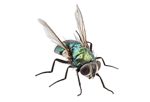 Lalat Hijau