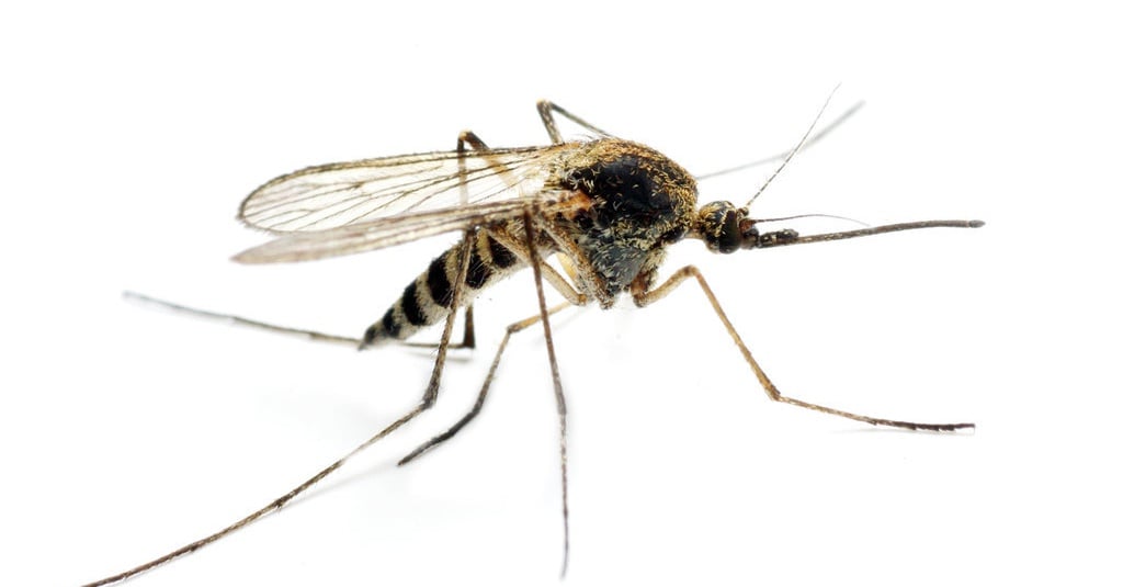 Nyamuk Anopheles