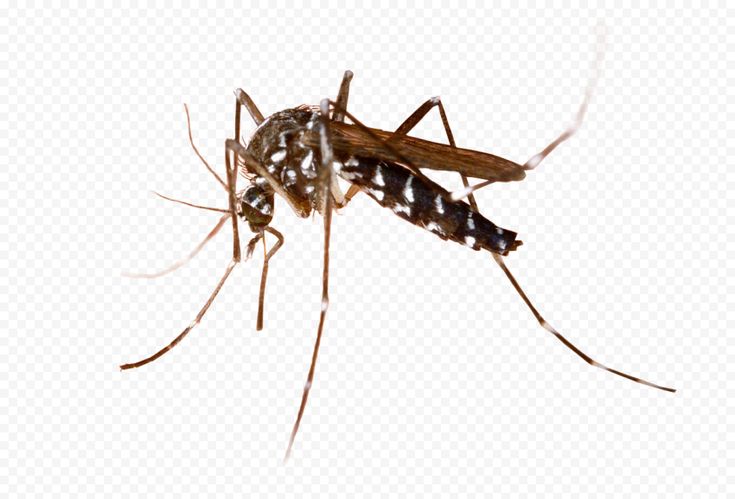 Nyamuk Aedes