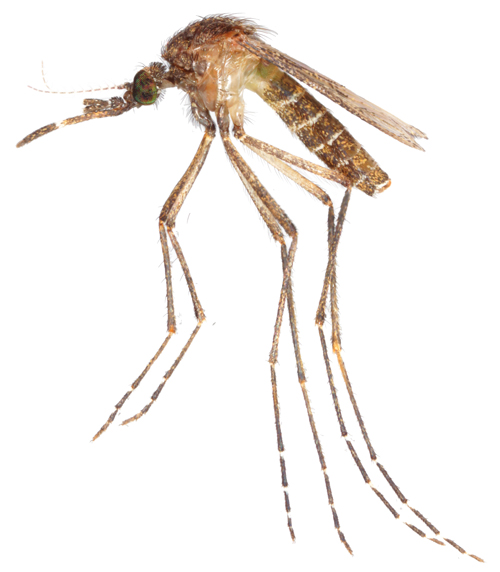 Nyamuk Mansonia