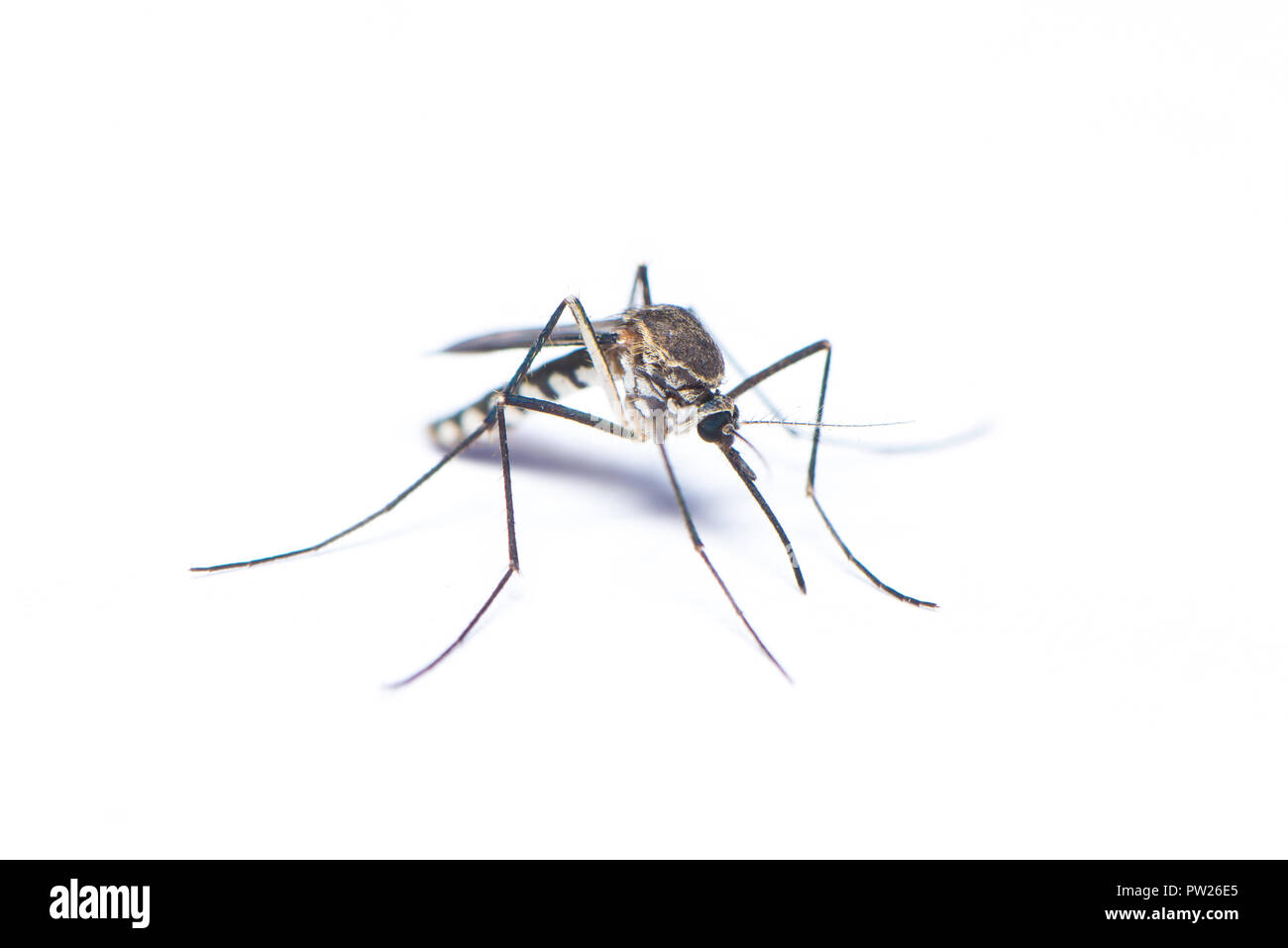 Nyamuk Aedes Albopictus