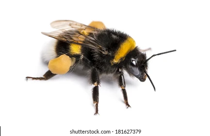 Lebah Bombus
