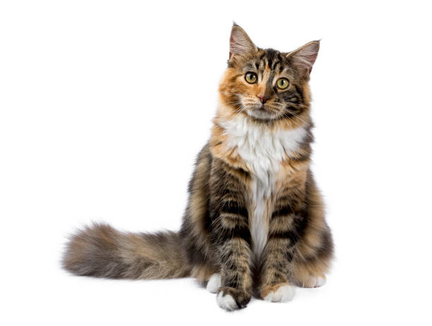 Maine Coon