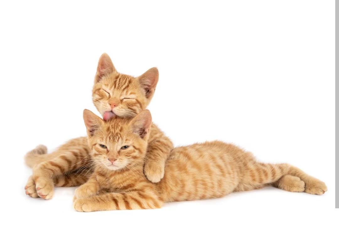 Kucing Kampung