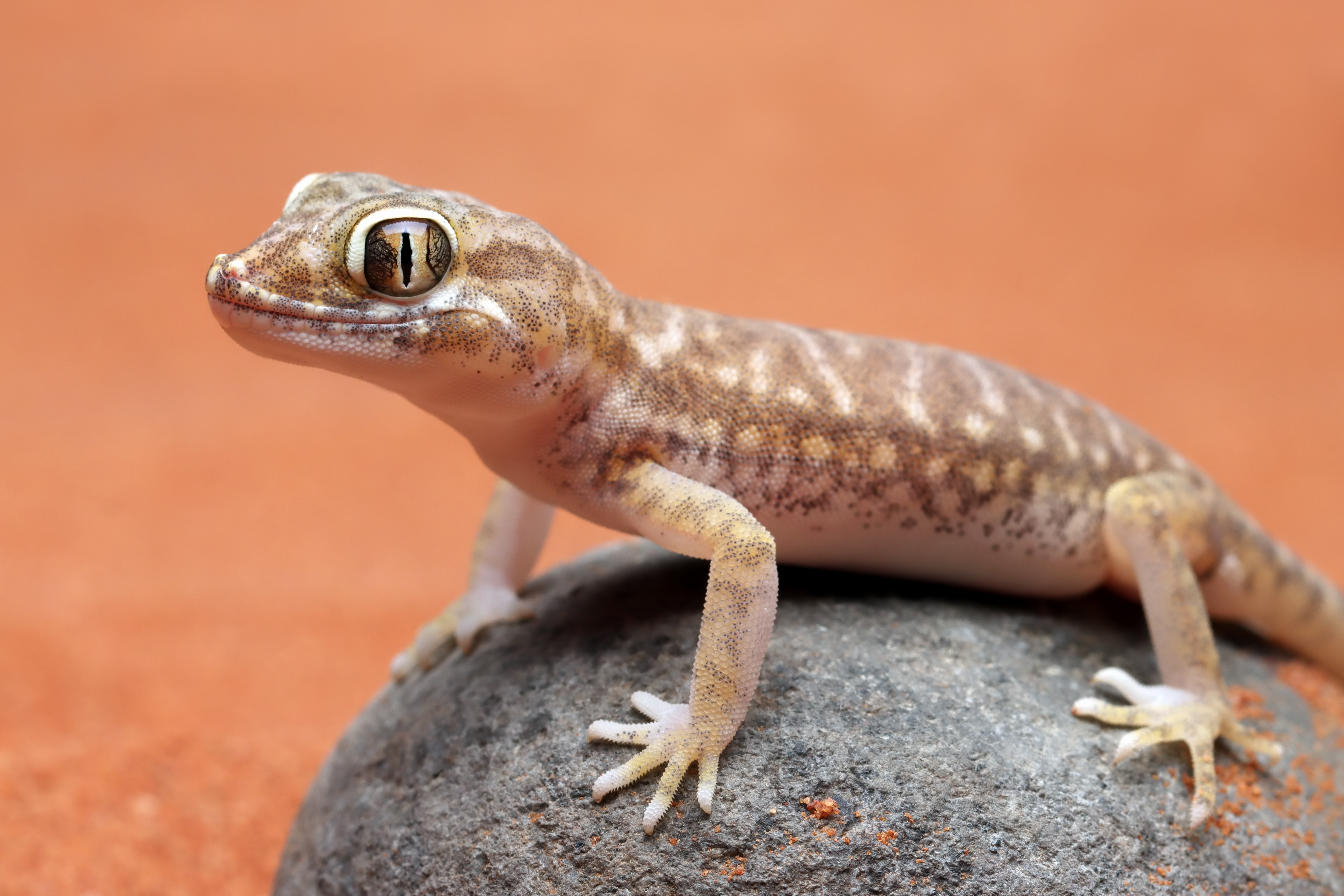 Lizzard