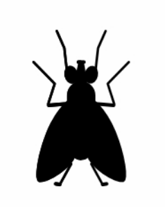 Lalat
